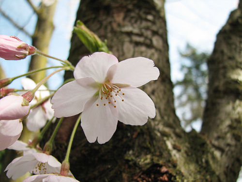 a cherry blossom (2)