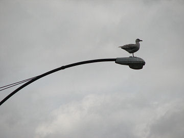 鳥たちの休息