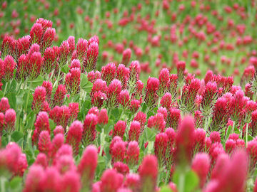 The Oregon Garden