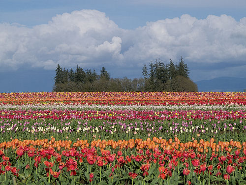 Woodburn Tulip Festival