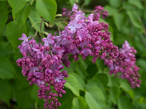 Hulda Klager Lilac Garden (2)