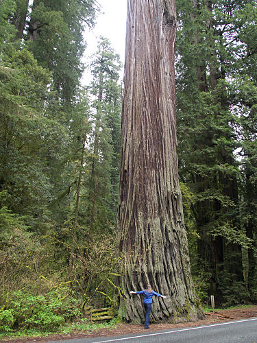 オレゴンコースト - Brookings - Redwood Hwy - Grants Pass